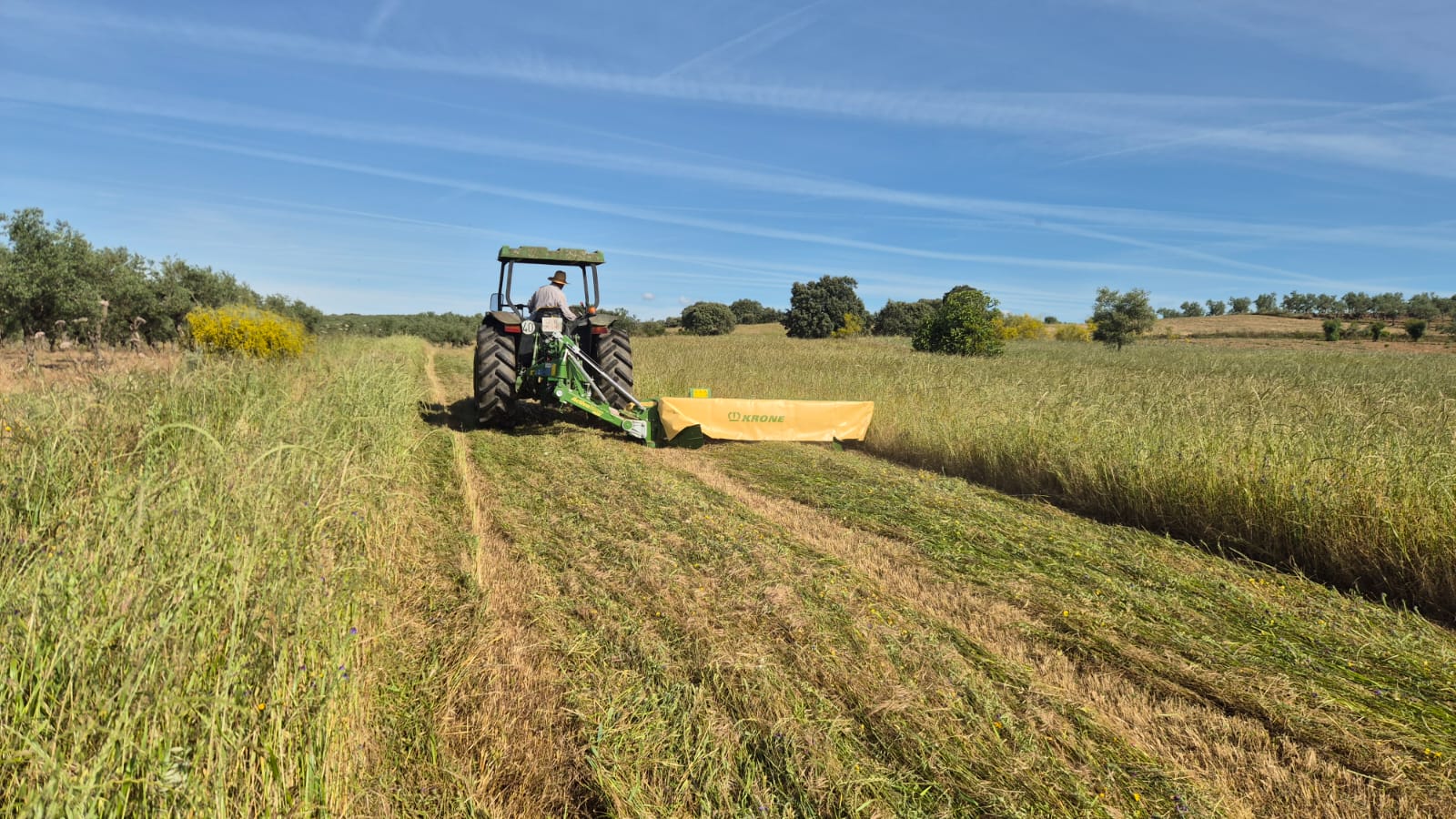 bb9760d1-7c6b-4525-8390-3262175d11a4 Tractor agrícola con operario utilizando una segadora de discos Krone ActiveMow en un campo de forraje durante la campaña de siega.